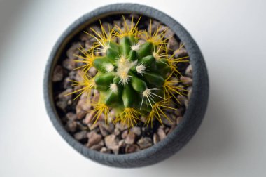 Çiçek saksısında kaktüs