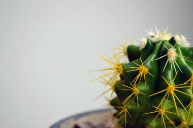 Çiçek saksısında kaktüs