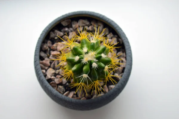 Kaktus Blumentopf — Stockfoto