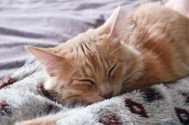 Kızıl bir kedi bir insanın bacağında uyur.