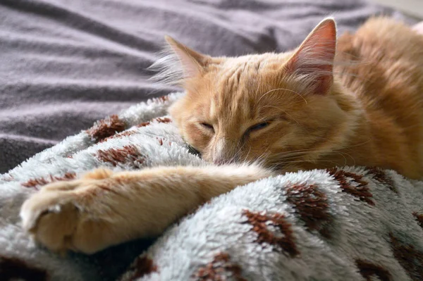 Kızıl Bir Kedi Bir Insanın Bacağında Uyur — Stok fotoğraf