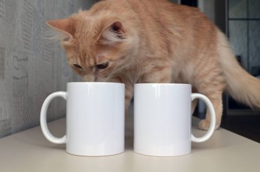 Resim ve fotoğraf çekmek için iki beyaz seramik kap