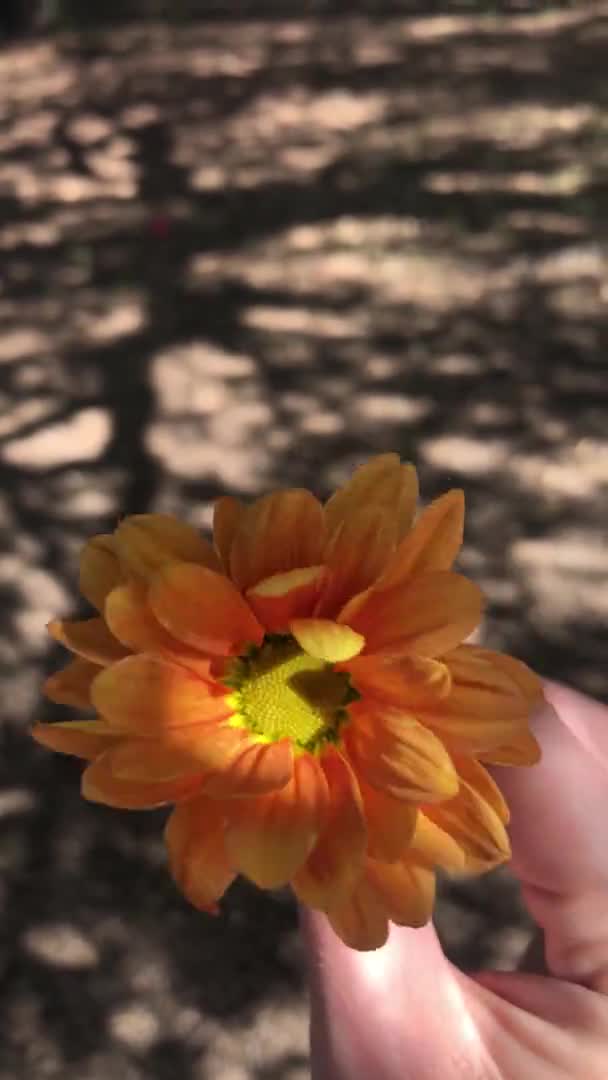 Крупный План Вертикального Видео Женщины Деликатно Вращающей Оранжевую Хризантему Руке — стоковое видео