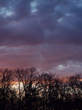 Vertical panorama of a forest and colorful skies during the sunset. clipart