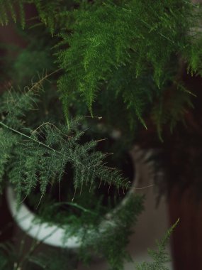 Vertical straight from above close up of lace fern, asparagus plumosus, in a white pot on white chair. clipart