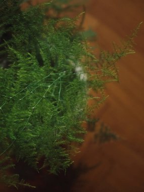 Vertical straight from above close up shot of lace fern, asparagus plumosus, in a white pot on parquet floor. clipart