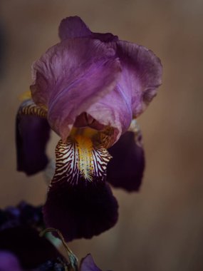 Mor bir irisin dikey makro görüntüsü. Yaprakları zengin, kadifemsi bir mordur. Hassas damarları ve renk tonlarında ince varyasyonları vardır. Derinlik ve doku ekler..