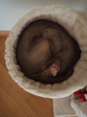 Abyssinian Cat Curled Up in a Cozy Nook: Vertical Directly Above Shot of Calm Moment on a White Cat Tree clipart