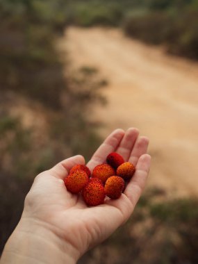 Handful of Strawberry Tree Berries Against Sardinian Countryside, Vertical Close Up clipart