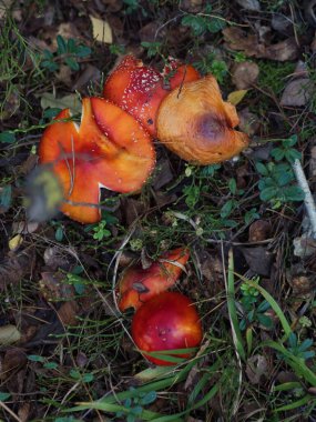 Five Fly Agaric (Amanita ) Mushrooms in a Woodland Setting, Vertical Directly Above Close Up clipart