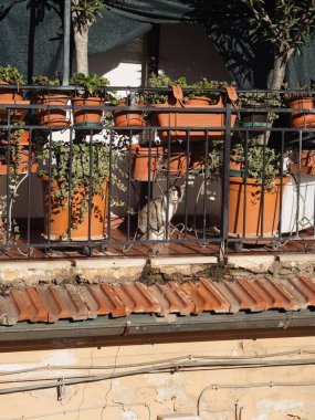 Güneşli İtalyan Balkon Bahçesi Bir Kediyle, Eski Şehir Olbiya, Sardegna