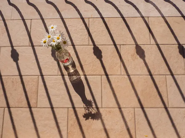 Güneş Işığı Altında Şişe Kola Şişe Papatyasında Balkon Gölgesi Kalıpları, Dikey Durgun Yaşam 