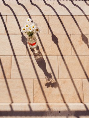 Sardunya Papatyaları, Sunlit Döşemeli Cam Şişe Balkon Gölgesi Kalıplı, Dikey Durgun Yaşam