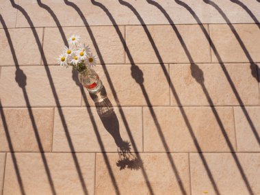Sardunya Papatyaları Sunlit Döşemeli Cam Şişe içinde Balkon Gölgesi Kalıplı, Yatay Durgun Yaşam