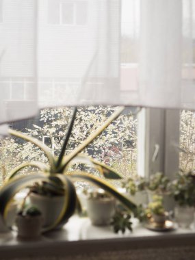 Arka plandaki Bahar Çiçeği Ağacına Odaklanma Odağıyla Beyaz Pencere Pervazında Bulanık Koleksiyonu