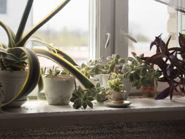 Beyaz Pencere Agave, Echeveria ve Tradescantia Pallida 'nın sulandırılması. Yatay Kapatma