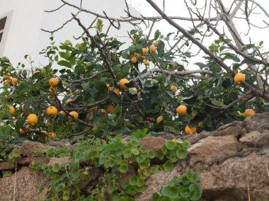 Olgun Limon Ağacı ve Sardunya 'daki Taş Duvara Tırmanan Asma Sardunya, Geç Kış