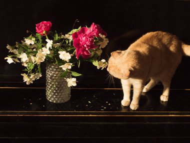 Siyah Piyano 'da Bej Tekir Kedi Şakayık ve Yasemin Koklarken, Yatay Portre