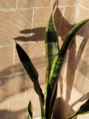 Sunlit Kitchen Köşesindeki Büyük Sansevieria Pastel Döşemeli Duvar ve El ve Perdelerin Silüetleri