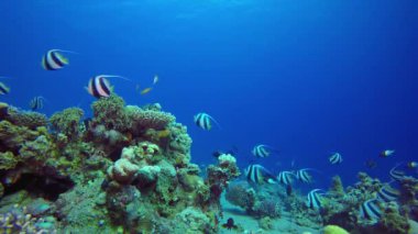Renkli Tropikal Resif Bayrak Balığı. Resif mercan sahnesi. Mercan bahçesi deniz manzarası. Renkli tropikal resifler. Canlı mercan bahçesi. 