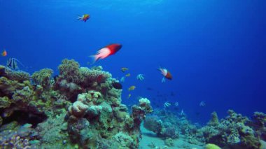 Deniz Tropik Denizi. Renkli tropikal mercan resifi. Tropik renkli sualtı deniz manzarası. Su altı dünyası hayatı. Su altı balık resifi denizcisi.