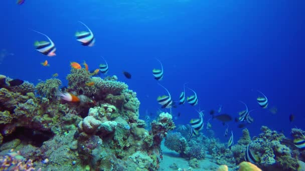 Blue Sea Water Banner Fische Tropisch Blaues Meerwasser Korallengarten Meereswellen Stock-Filmmaterial