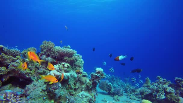 Tropical Banner Fish Peces Marinos Submarinos Colorido Paisaje Marino Submarino — Vídeo de stock