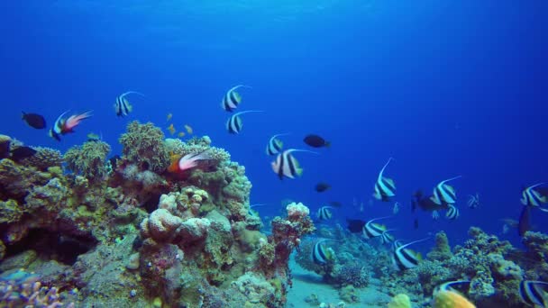 Unterwasserwelt Banner Fische Unterwasserfische Tropisches Fischriff Meer Farbenfrohe Unterwasserlandschaft Szene Stockvideo