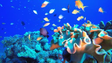 Güzel Tropikal Mercan Bahçesi. Resif mercan sahnesi. Mercan bahçesi deniz manzarası. Renkli tropikal resifler. Canlı mercan bahçesi. 