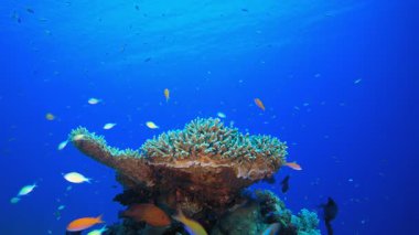 Güzel Balık Deniz Bahçesi. Resif mercan sahnesi. Mercan bahçesi deniz manzarası. Renkli tropikal resifler. Canlı mercan bahçesi. 