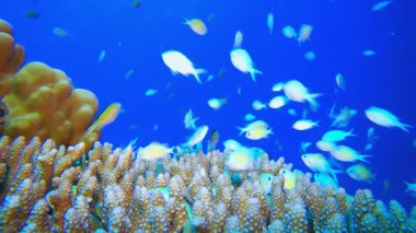 Mavi Yeşil Balık ve Deniz Mercanı. Resif mercan sahnesi. Mercan bahçesi deniz manzarası. Renkli tropikal resifler. Canlı mercan bahçesi. 