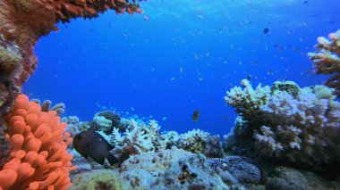 Mavi Deniz Palyaçosu Anemonları. Sualtı tropikal mavi-yeşil kromis balığı (Chromis viridis). Su altı balık resifi denizcisi. Tropik renkli sualtı deniz manzarası. Tropikal mavi su renkli balıklar.