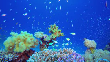 Blue Water arka planı ve Tropikal Balık. Resif mercan sahnesi. Mercan bahçesi deniz manzarası. Renkli tropikal resifler. Canlı mercan bahçesi. 