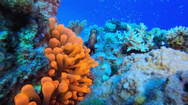 Palyaço balığı. Sualtı tropikal mavi-yeşil kromis balığı (Chromis viridis). Su altı balık resifi denizcisi. Tropik renkli sualtı deniz manzarası. Tropikal mavi su renkli balıklar.