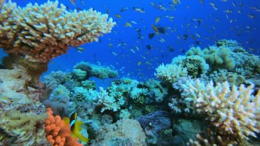 Palyaço balığı Red Anemone. Sualtı tropikal mavi-yeşil kromis balığı (Chromis viridis). Su altı balık resifi denizcisi. Tropik renkli sualtı deniz manzarası. Tropikal mavi su renkli balıklar.