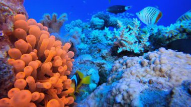 Palyaço balığı Red Anemone. Sualtı tropikal mavi-yeşil kromis balığı (Chromis viridis). Su altı balık resifi denizcisi. Tropik renkli sualtı deniz manzarası. Tropikal mavi su renkli balıklar.