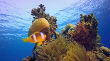 Palyaço balığı Deniz Manzarası. Sualtı tropikal mavi-yeşil kromis balığı (Chromis viridis). Su altı balık resifi denizcisi. Tropik renkli sualtı deniz manzarası. Tropikal mavi su renkli balıklar.