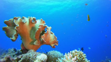 Denizaltı Tropikal Hayatı 'nda palyaço balığı. Resif mercan sahnesi. Mercan bahçesi deniz manzarası. Renkli tropikal resifler. Canlı mercan bahçesi. 