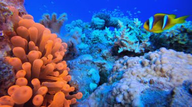 Renkli Bahçe Kırmızı Anemone. Sualtı tropikal mavi-yeşil kromis balığı (Chromis viridis). Su altı balık resifi denizcisi. Tropik renkli sualtı deniz manzarası. Tropikal mavi su renkli balıklar.