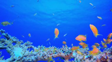 Renkli Balık ve Sert Mercan. Resif mercan sahnesi. Mercan bahçesi deniz manzarası. Renkli tropikal resifler. Canlı mercan bahçesi. 