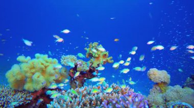 Renkli Kızıl Deniz Mercanı. Resif mercan sahnesi. Mercan bahçesi deniz manzarası. Renkli tropikal resifler. Canlı mercan bahçesi. 
