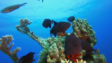 Renkli Su altı Resifi. Resif mercan sahnesi. Mercan bahçesi deniz manzarası. Renkli tropikal resifler. Canlı mercan bahçesi. 
