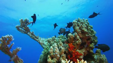 Mercan Bahçesi Deniz Yaşamı Deniz Burnu. Su altı deniz balığı. Renkli sualtı deniz manzarası. Tropik balık resifi denizcisi. Su altı deniz balığı. Tropikal balık resifi denizcisi. 