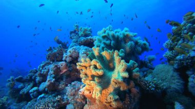 Mercan Bahçesi Deniz Hayatı. Su altı deniz balığı. Renkli sualtı deniz manzarası. Tropik balık resifi denizcisi. Su altı deniz balığı. Tropikal balık resifi denizcisi. 