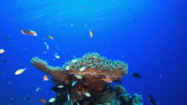 Mercan Bahçesi Su altı Deniz Burnu. Su altı deniz balığı. Renkli sualtı deniz manzarası. Tropik balık resifi denizcisi. Su altı deniz balığı. Tropikal balık resifi denizcisi. 