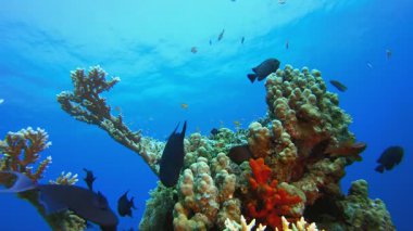 Mercan resifi balık sahnesi. Su altı deniz balığı. Renkli sualtı deniz manzarası. Tropik balık resifi denizcisi. Su altı deniz balığı. Tropikal balık resifi denizcisi. 