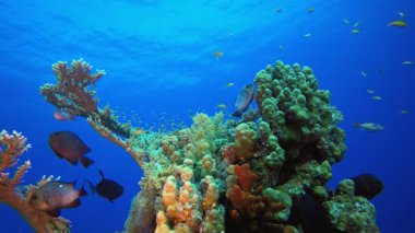 Mercan Bahçesi Su altı Deniz Burnu. Su altı deniz balığı. Renkli sualtı deniz manzarası. Tropik balık resifi denizcisi. Su altı deniz balığı. Tropikal balık resifi denizcisi. 