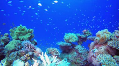 Mercan Kayalıkları ve Su Altında Balıklar. Su altı deniz balığı. Renkli sualtı deniz manzarası. Tropik balık resifi denizcisi. Su altı deniz balığı. Tropikal balık resifi denizcisi. 