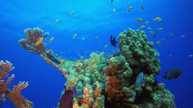 Sualtı Canlı Balıklı Mercan Bahçesi. Su altı deniz balığı. Renkli sualtı deniz manzarası. Tropik balık resifi denizcisi. Su altı deniz balığı. Tropikal balık resifi denizcisi. 