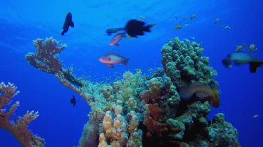 Suyun altındaki balıklar. Su altı deniz balığı. Renkli sualtı deniz manzarası. Tropik balık resifi denizcisi. Su altı deniz balığı. Tropikal balık resifi denizcisi. 